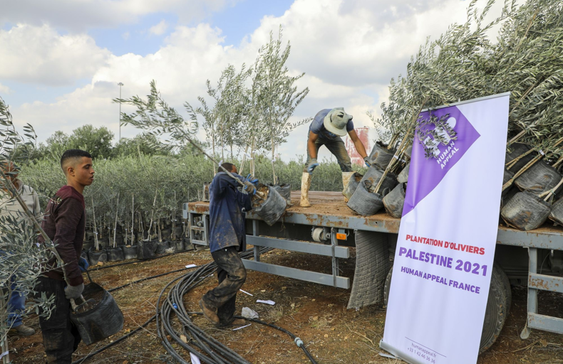 Plantation d'oliviers en Palestine, décembre 2021