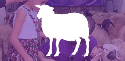 Mouton pour l'Aïd al-Adha