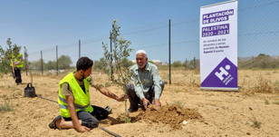 140 000 oliviers plantés en Palestine  