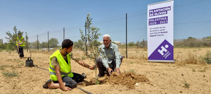 140 000 oliviers plantés en Palestine  