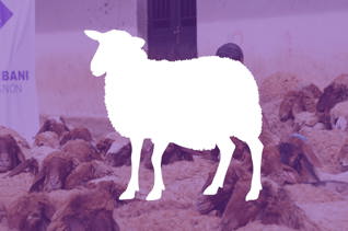 Mouton pour l'Aïd al-Adha