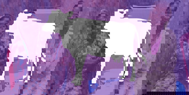 Part de vache pour l'Aïd al-Adha