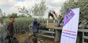 25 000 oliviers plantés en Palestine, grâce à vous 
