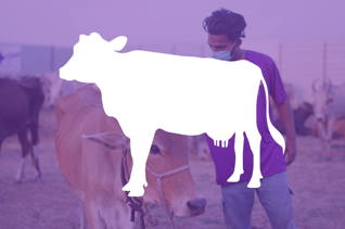 Part de vache pour l'Aïd al-Adha