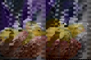 Construire un poulailler